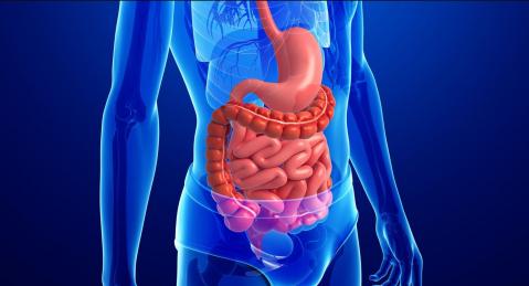 Human Digestive System - Part 1