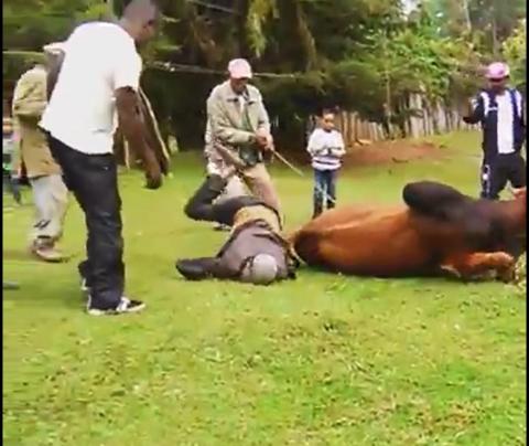 A Man fell down while he is trying to slaughter a bull